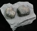 Pair Of Fossil Brachiopods (Platystrophia) - Indiana #25996-1